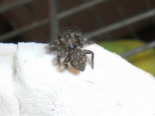 Salticidae